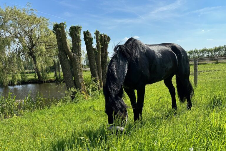 Bring Your Horse on Holiday – Discover ‘Stal IJzerhand’